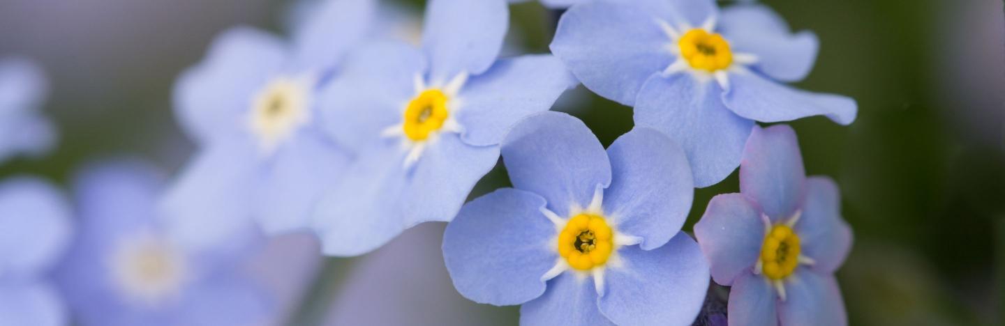 how-to-grow-care-for-forget-me-nots-in-5-simple-steps